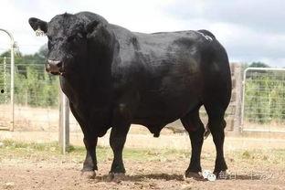 国产禾牛品种介绍大全视频